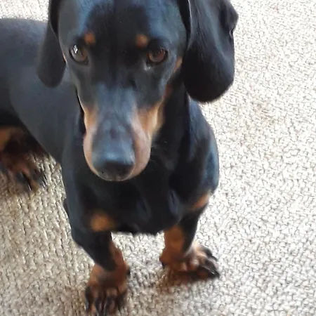 Kelemen * Abádszalók